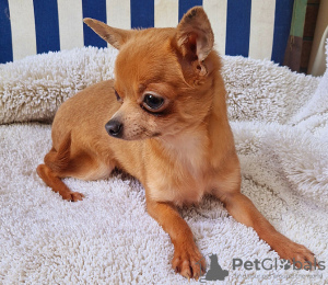 Photo №1. chihuahua - for sale in the city of Dusseldorf | 94$ | Announcement № 129385