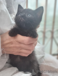 Photo №3. Wonderful kittens Tim and Tom in good hands.. Russian Federation