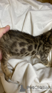 Additional photos: Purebred Bengal kittens, large selection
