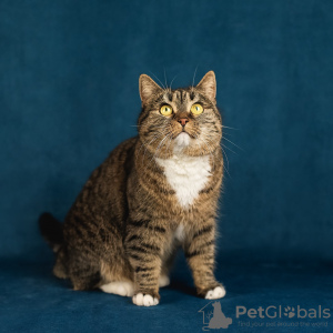 Photo №3. Kitty's affectionate smart girl is looking for a family!. Russian Federation