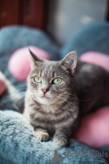 Photo №1.  - for sale in the city of Khimki | Is free | Announcement № 159485