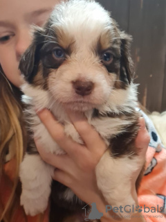 Photo №2 to announcement № 89571 for the sale of australian shepherd - buy in Sweden private announcement