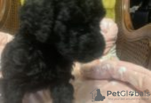 Photo №2 to announcement № 128840 for the sale of alaskan malamute - buy in Finland breeder