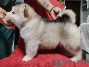 Photo №3. Alaskan Malamute puppies. Serbia