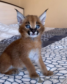 Photo №3. Bottle feed caracal cat for sale. United States