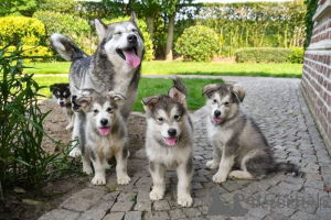 Photo №1. alaskan malamute - for sale in the city of Bremen | negotiated | Announcement № 175287
