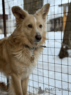 Photo №2 to announcement № 135203 for the sale of non-pedigree dogs - buy in Russian Federation 