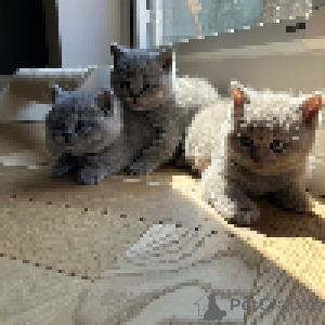Photo №1. british shorthair - for sale in the city of JASENOVO POLJE | negotiated | Announcement № 167433