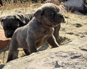 Photo №4. I will sell cane corso in the city of Leipzig. private announcement - price - 500$