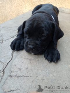 Photo №2 to announcement № 56193 for the sale of cane corso - buy in Moldova breeder
