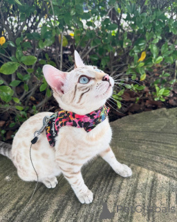 Photo №1. bengal cat - for sale in the city of Kriens | 706$ | Announcement № 152739