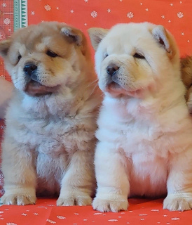 Photo №2 to announcement № 4787 for the sale of chow chow - buy in Russian Federation from nursery