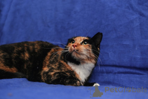 Photo №3. SWEETHEART IS LOOKING FOR A HOME URGENTLY!!!. Belarus