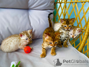 Photo №1. bengal cat - for sale in the city of Passau | 370$ | Announcement № 63755