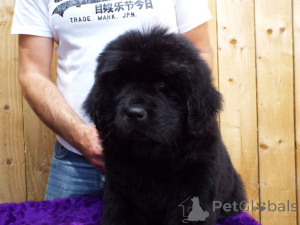 Additional photos: Newfoundland puppies