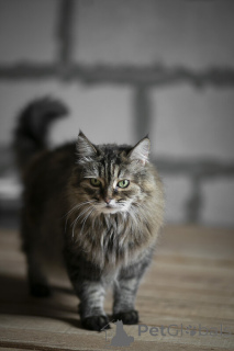 Photo №3. Every cat needs a house.. Russian Federation