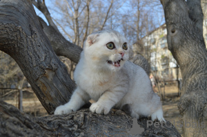 Photo №1. scottish fold - for sale in the city of Miass | 108$ | Announcement № 13737