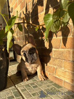 Photo №2 to announcement № 154921 for the sale of french bulldog - buy in Germany breeder