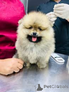 Photo №3. Pomeranian puppies for sale. United Kingdom