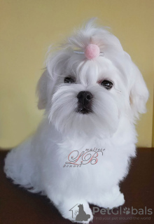 Photo №1. maltese dog - for sale in the city of Kiev | 1500$ | Announcement № 54822