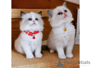 Photo №1. ragdoll - for sale in the city of Willebroek | negotiated | Announcement № 160492