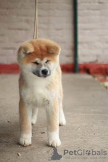 Photo №2 to announcement № 127547 for the sale of akita - buy in Serbia breeder