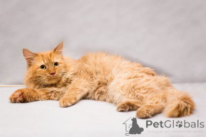 Photo №2 to announcement № 165231 for the sale of  - buy in Russian Federation private announcement