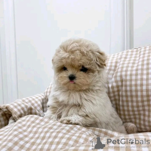 Photo №3. Maltipoo puppies looking for a new home Business WhatsApp 37256062792. Finland