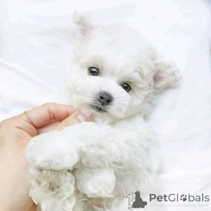Photo №2 to announcement № 136559 for the sale of maltese dog - buy in Germany 