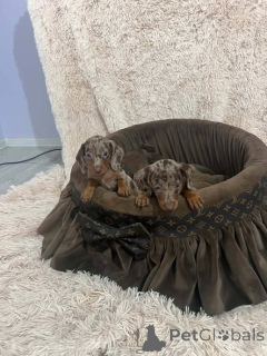 Photo №2 to announcement № 174424 for the sale of dachshund - buy in Serbia 