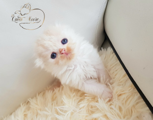Photo №1. scottish fold - for sale in the city of Рамат-Ган | Is free | Announcement № 6274