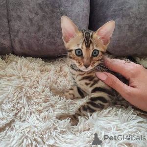 Photo №2 to announcement № 135935 for the sale of bengal cat - buy in United States 
