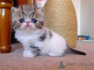 Photo №4. I will sell exotic shorthair in the city of Essen.  - price - negotiated