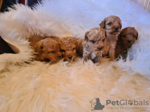 Photo №3. Labradoodle puppies. Serbia