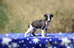 Additional photos: whippet puppies