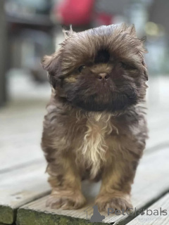 Photo №3. ShihTzu Puppies. Germany
