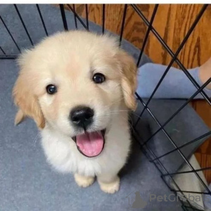 Photo №2 to announcement № 166163 for the sale of non-pedigree dogs - buy in Germany private announcement