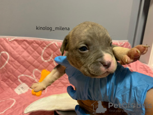 Photo №1. american bully - for sale in the city of Панчево | 2447$ | Announcement № 127736