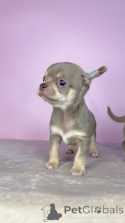 Photo №2 to announcement № 175424 for the sale of chihuahua - buy in Lithuania private announcement, breeder