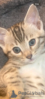 Photo №2 to announcement № 132058 for the sale of bengal cat - buy in Saudi Arabia breeder