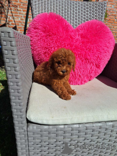 Photo №1. poodle (dwarf) - for sale in the city of Belgrade | negotiated | Announcement № 117360