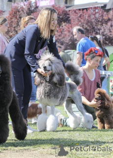 Photo №2 to announcement № 115513 for the sale of poodle (royal) - buy in Serbia 