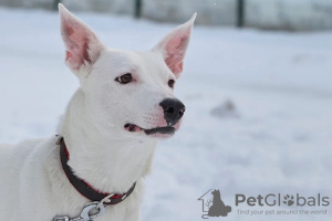 Photo №3. Snow-white Leila is looking for a home.. Russian Federation