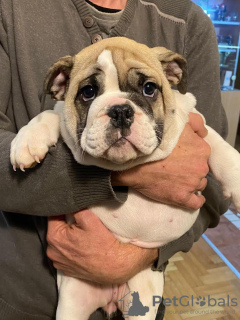 Additional photos: English bulldog