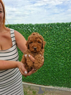 Photo №2 to announcement № 173874 for the sale of poodle (toy) - buy in Serbia 