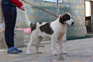 Photo №1. central asian shepherd dog - for sale in the city of Odessa | 710$ | Announcement № 16498