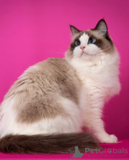 Photo №1. ragdoll - for sale in the city of Capri | negotiated | Announcement № 155571