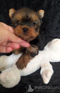 Photo №3. Yorkshire terrier puppy. Turkey