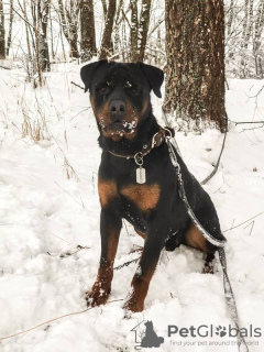 Photo №4. I will sell rottweiler in the city of Москва. private announcement - price - Is free