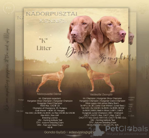 Photo №4. I will sell  in the city of Budapest. breeder - price - 1374$